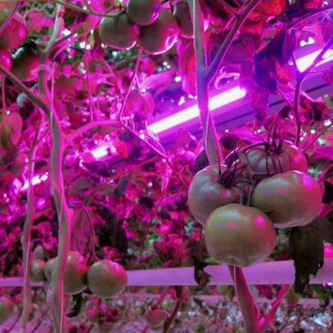 Созревающие томаты под светом фитосветильников от компании Протон
