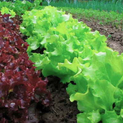 Листья салата в теплице под фитолампами от Протон